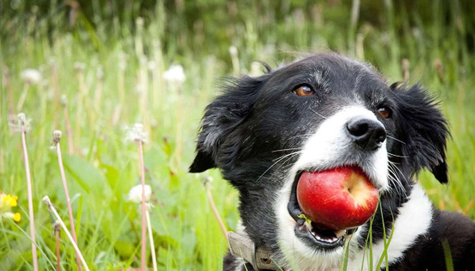 Bollhayes Cider website